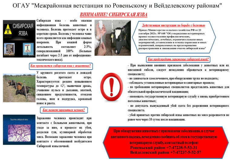 Внимание Сибирская язва !. Внимание Сибирская язва !.